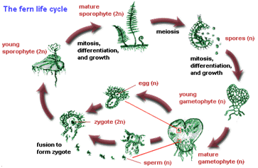 1444_the ferm life cycle.png